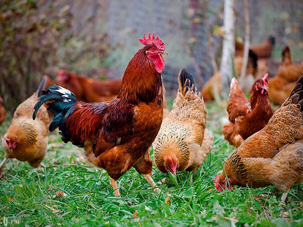 Породы куриц | ЗооТом - продажа, вязка и услуги для животных в Полтавской