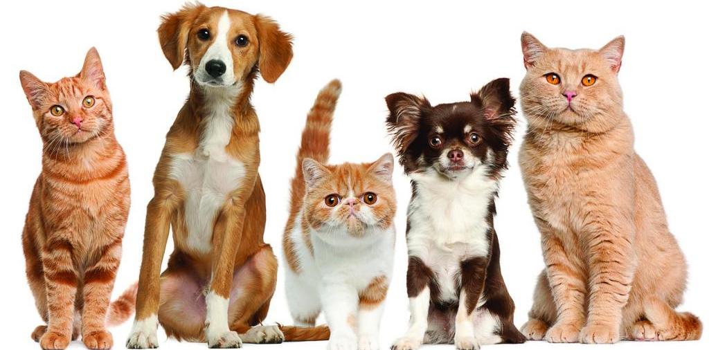 Доска объявлений о животных | ЗооТом - продажа, вязка и услуги для животных в Полтавской