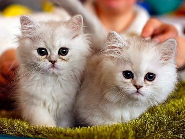 Породы кошек в Полтавской | ЗооТом портал о животных