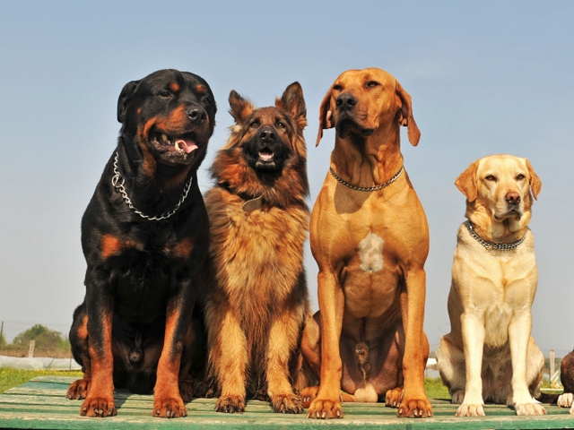 Крупные породы собак в Полтавской | ЗооТом портал о животных